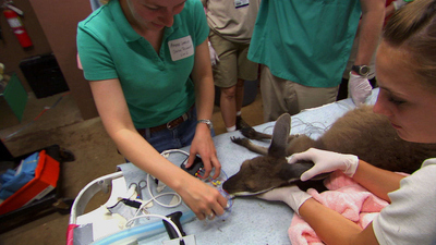 Zoo Vets : Fangs, Flippers and Tusks'