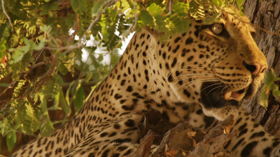 Africa's Hunters : The Hungry Leopard'