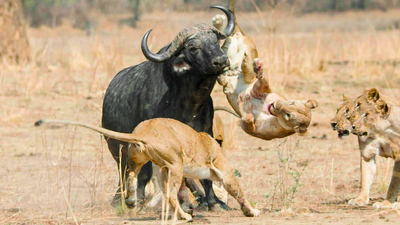 Africa's Hunters : Buffalo Showdown'