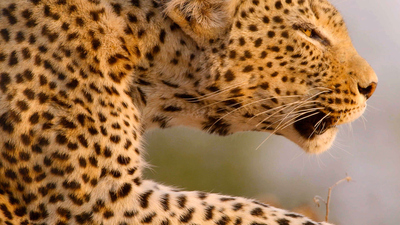 Africa's Hunters : A Leopard's Last Stand'