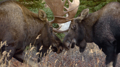 Arctic Secrets : Yukon Wild'