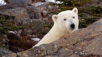 Arctic Secrets : Waiting for Winter'