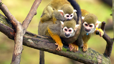 Baby Animals : Primate Families'