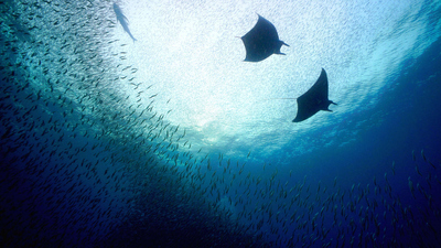 Great Blue Wild : Indonesia: The Secret Lives of Manta Rays'