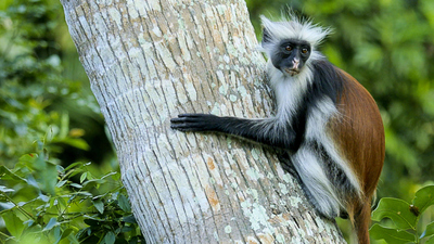 Land of Primates : Zanzibar's Poison Monkey'