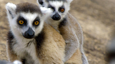 Land of Primates : Lemurs of Anja Mountain'