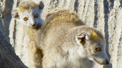 Land of Primates : Lemurs of Madagascar'