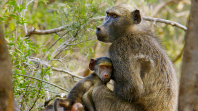Land of Primates : Baboons of Bambelela'