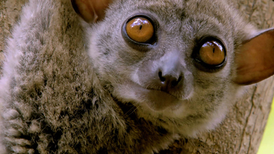 Land of Gremlins : Lemur Spirit'