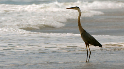 The Living Beach : Florida'