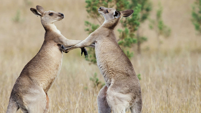 Secret Life of the Kangaroo : A Buck's Life'