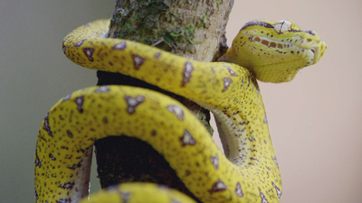 Secrets of Wild Australia : Snakes'