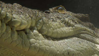 Secrets of Wild Australia : The Crocodile'