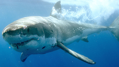 Shark Squad : Guadalupe: Island of the White Sharks'