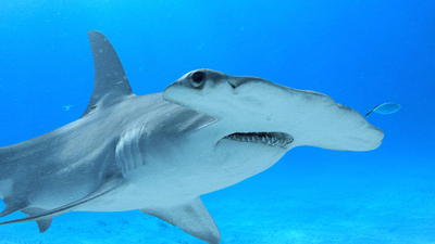 Shark Squad : Bahamas Shark Lab'