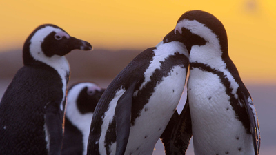 Waterworld Africa : Urban Penguins'