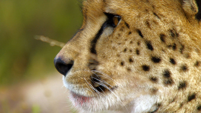 Wildlife Icons : Africa's Big Cats'