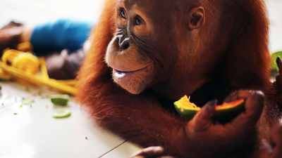 Orangutan Jungle School : Kesi Turns a Corner'