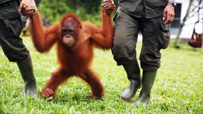Orangutan Jungle School : Wine's New Friend'