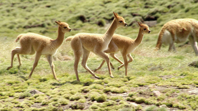 The Wild Andes : Extreme Survival'