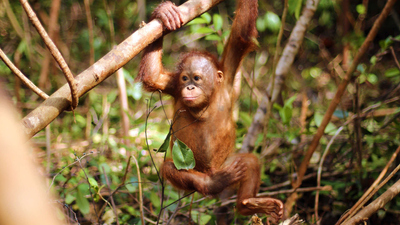 Orangutan Jungle School : The Domino Effect'