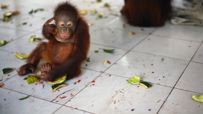 Orangutan Jungle School : Dilla's Surprise'