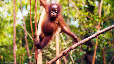 Orangutan Jungle School : Bald is Beautiful'