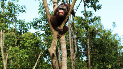 Orangutan Jungle School : The Return of the Snake'