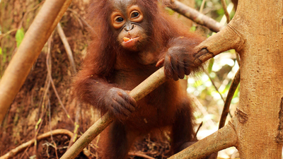 Orangutan Jungle School : Outbreak!'