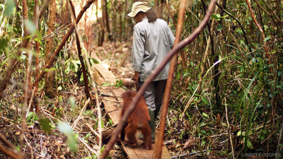 Orangutan Jungle School : The Road to Recovery'