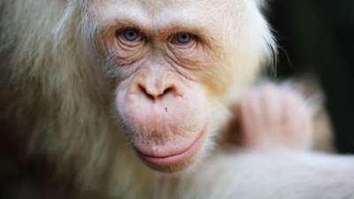 Orangutan Jungle School : Born to Be Wild'