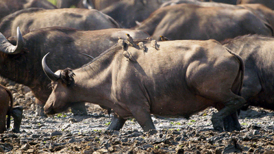 The Big Dry : The Drought Begins'