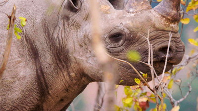 Guardians of the Wild : Mission Black Rhino'