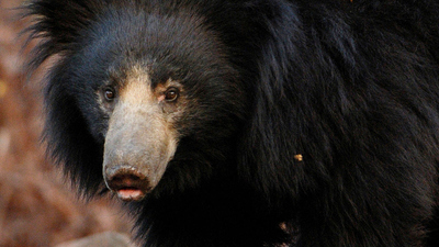 Into the Wild India : The Sloth Bear's Dilemma'
