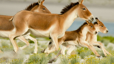 Into the Wild India : Wild Horses of the Himalayas'