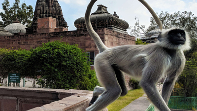 Into the Wild India : Temple Monkeys on the Run'