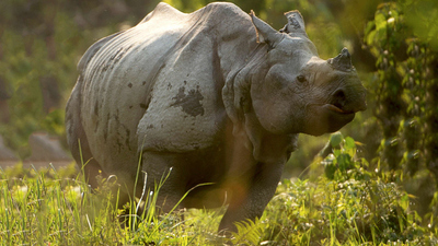 Into the Wild India : Land of the Secret Rhino'