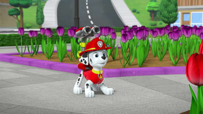 PAW Patrol : Pups Bear-ly Save Danny/Pups Save the Mayor's Tulips'