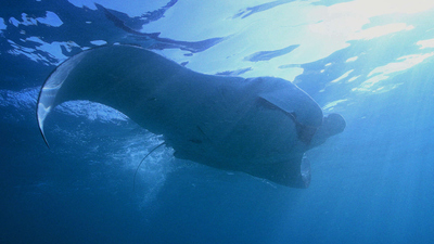 Great Blue Wild : Manta Mystery'