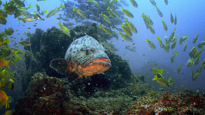 Great Blue Wild : Save the Giants'