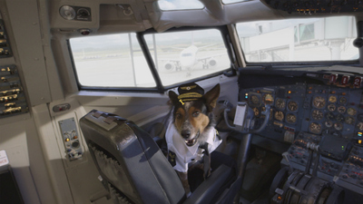 Mutt & Stuff : Dogs on a Plane'