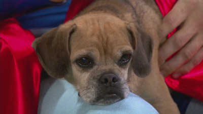 Mutt & Stuff : Super Doggy Adoption'