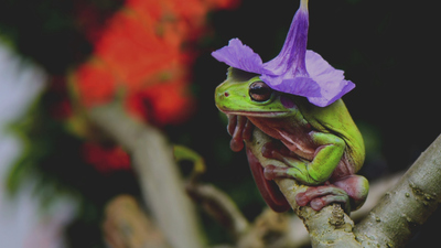 Zoofari : Sound Safari/Frogs and Toads'