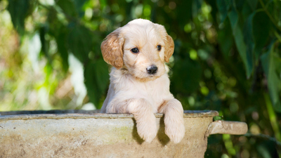 Secret Life of Puppies - Watch on Paramount+ Ireland