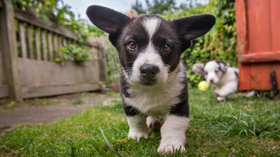 Secret Life of Puppies - Watch on Paramount+ Ireland