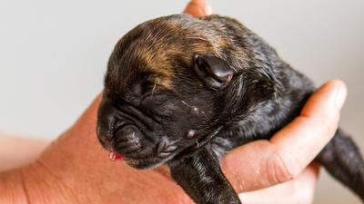 Secret Life of Puppies - Watch on Paramount+ Ireland