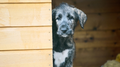 Secret Life of Puppies - Watch on Paramount+ Ireland