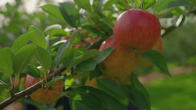 Inside the Factory : Cider'