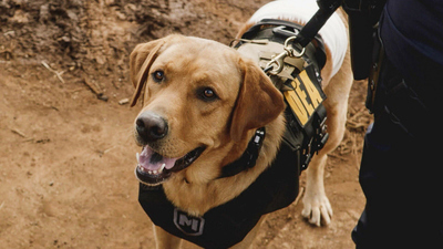 Hawaii Five-O : Schnüffler'