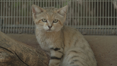 Mission Unstoppable : Conserving Cats, Creating Faces, and Creating Robots'